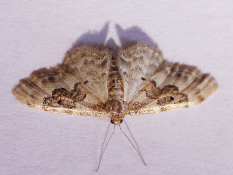 Idaea...? Idaea rusticata, Geometridae